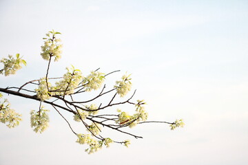 spring blossom branch