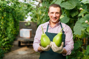 Portrait of male gardener in apron and gloves picking zucchinis in garden