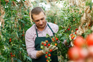 Fototapeta na wymiar Portrait of man gardener working with harvest of tomatoes in hothouse