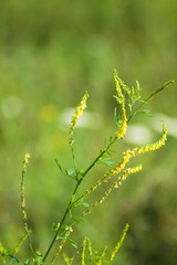Yellow sweet clover in bloom closeup view with blurred background