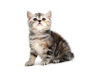 tabby purebred kitten sits on a white isolated background