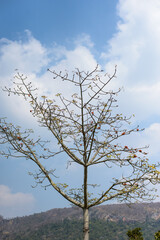 Scene of nature with lonely dry tree with plant.