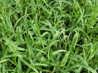Fototapeta na wymiar 雨粒のついた草地の草の葉
