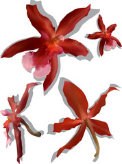 four red orchid blooms isolated on white