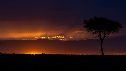 Eine Schirmakazie bei Sonnenaufgang in rötlich violettem Gegenlicht