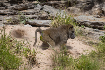 In einer Sandwolke verfolgt ein Pavian Männchen seinem Herausforderer