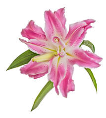 isolated polypetalous lily pink bloom with small green leaves