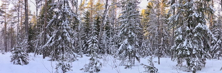 winter fir forest with last sunlight in snow
