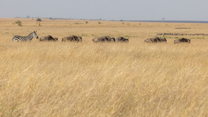 Fototapeta na wymiar Sechs Gnus und ein Zebra wandern in einer Reihe durch die Savanne