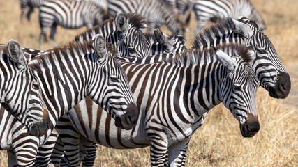 Fototapeta na wymiar Fünf hintereinander stehende Zebras freigestellt in der Seitenansicht