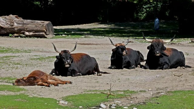 Heck cattle, Bos primigenius taurus, claimed to resemble the extinct aurochs. Domestic highland cattle seen in a German park