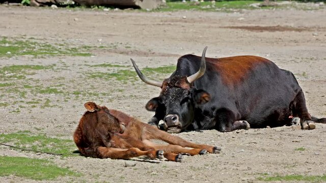 Heck cattle, Bos primigenius taurus, claimed to resemble the extinct aurochs. Domestic highland cattle seen in a German park