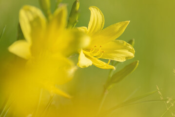 Fototapeta na wymiar wild yellow lily flowers close-up in yellow tones. selective focus