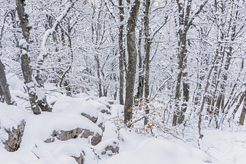 Winter beech forest January. Snow-covered trees in the forest. Beautiful fabulous winter...