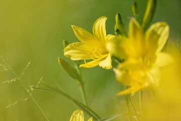 wild yellow lilies close-up in yellow tones