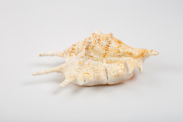 Sea shells on white background