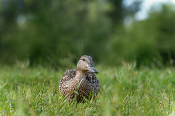 female wild mallard duck walks on the grass close-up
