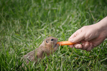 a wild ground squirrel is fed with carrots by hand . close-up