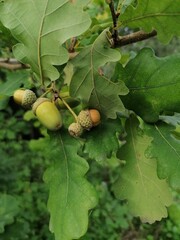 acorns on oak