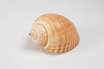 Sea shells on white background