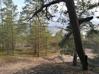 в лесу

in the forest