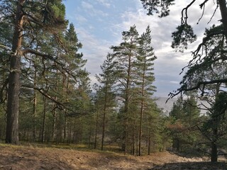 pine trees in yosemite
