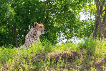 Lean Cheetah - Acinonyx jubatus sitting on the edge of a meadow under a tree.
