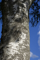white poplar very old tree trunk and a part of the branches grows in germany