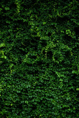 Green leaf wall background.