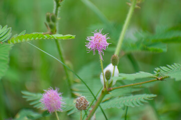 Mimosa pudica flower.sensitive tree, sleepy plant, action tree, touch-me-not, shame plant.