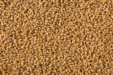 wheat grain as texture background