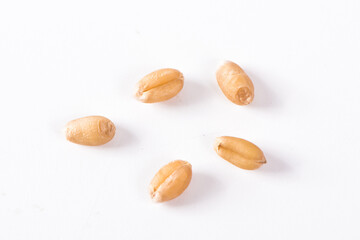 wheat grain isolated on white background
