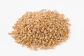 wheat grain isolated on white background