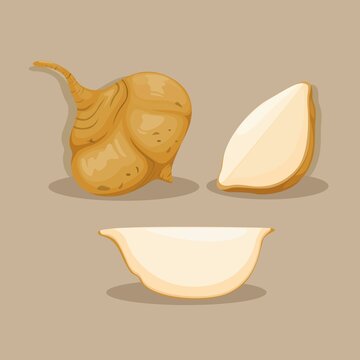 Jicama root vegetable object set illustration vector