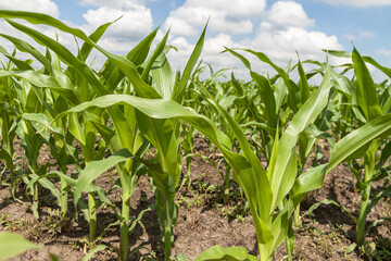 Close-up of young green shoots of corn. In the background is a blue sky with clouds. The concept of agricultural development.