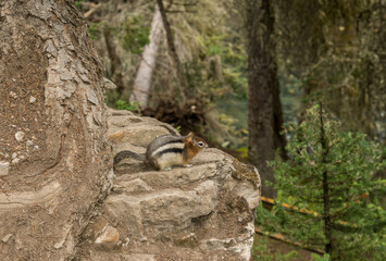chipmunk sitting on the edge of a cliff. beautiful gorge, beautiful colors. Johnston Canyon, Alberta, Canada