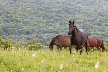 Fototapeta premium A brown horse looks into the frame with two more horses in the background. A pasture in the mountains among green grass. The concept of cattle breeding.