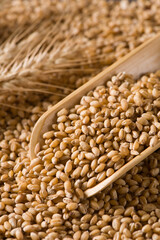 Fototapeta na wymiar wheat grain and ears of wheat background