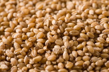 close up of raw wheat grain texture background