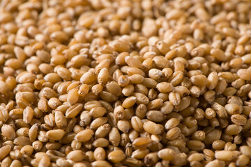 close up of raw wheat grain texture background