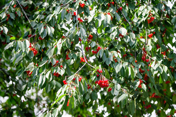 Obraz premium Close up of a ripe fresh red cherries and green leaves in a tree orchard in a garden in a sunny summer day, beautiful outdoor background photographed with soft focus.