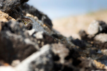 Little owl. Colorful nature background. Athene noctua.  