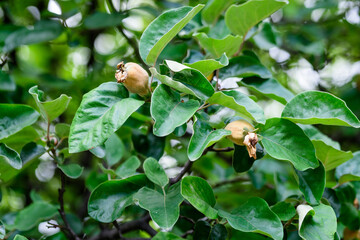 Small young fresh ripe organic yellow quinces and green leaves on tree brunches in an orchard,...