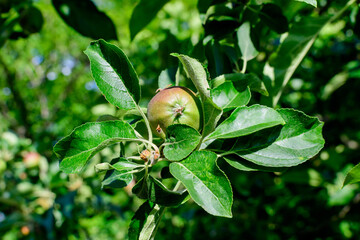 Young small green and red fruits and leaves in a large apple tree in direct sunlight in an orchard garden in a sunny summer day, beautiful outdoor floral background photographed with selective focus.