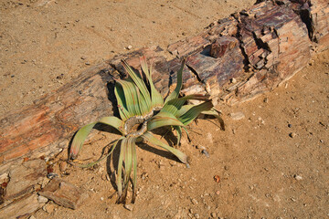 Welwitschia Mirabilis is an endemic plant of the Namibia and Namib deserts.