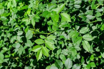 Textured natural background of many green rose leaves in shrubs that grow in a hedge or hedgerow in sunny spring garden.
