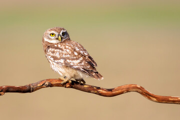Little owl. Colorful nature background. Athene noctua.  