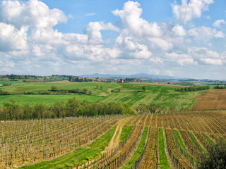 Fototapeta na wymiar Tuscany vineyards