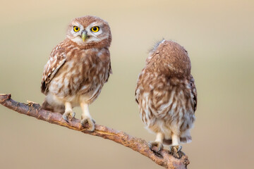 Little owl. Colorful nature background. Athene noctua.  