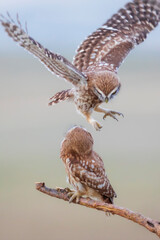 Little owl. Colorful nature background. Athene noctua.  